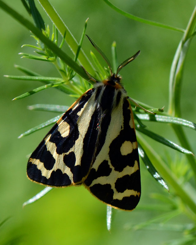Arctiidae Parasemia plantaginis